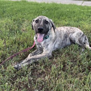 Kodi -  Plott Hound and Dutch Shepherd Dog for Adoption in Harlingen, Texas - Kodi | PetCurious