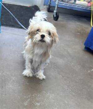 LEROY -  Mixed Breed Dog for Adoption in Dallas, Texas - LEROY | PetCurious