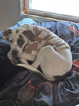 Rescue Pointer Dogs for Adoption - O'Malley | PetCurious