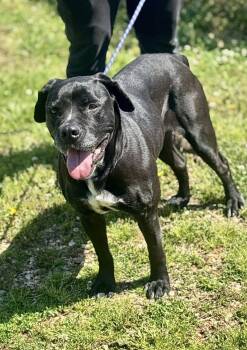 Boxer Dogs Available for Adoption in Franklin, Kentucky - Peach | PetCurious