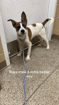 Russ -  Australian Cattle Dog Blue Heeler Dog for Adoption in Fort Payne, Alabama - Russ | PetCurious
