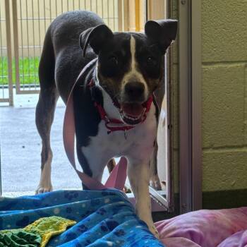 Hailee -  Mixed Breed Dog for Adoption in West Palm Beach, Florida - Hailee | PetCurious