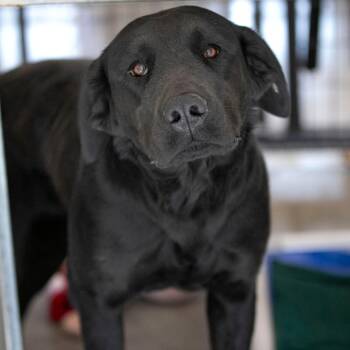 Black Labrador Retriever Dogs Available for Adoption - Bastet (MR26-351) | PetCurious