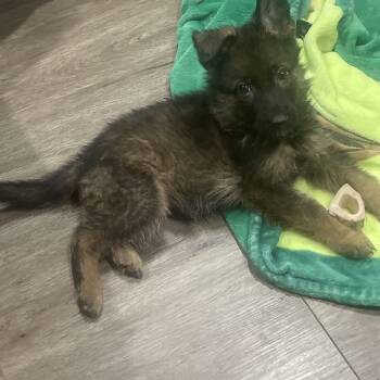 German Shepherd Dog Dogs Available for Adoption - Marcus | PetCurious
