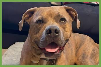 Rescue American Staffordshire Terrier and Pit Bull Terrier Dogs for Adoption in Amherst, Massachusetts - Opie | PetCurious