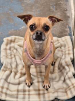 Rosie -  Pug and Chihuahua Dog for Adoption in Dandridge, Tennessee - Rosie | PetCurious