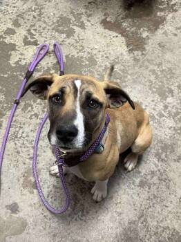 Rescue Terrier and Mixed Breed Dogs for Adoption in Spruce Pine, North Carolina - Drift | PetCurious