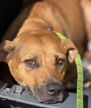 Rescue Labrador Retriever Dogs for Adoption in Jefferson, New Jersey - Autumn | PetCurious