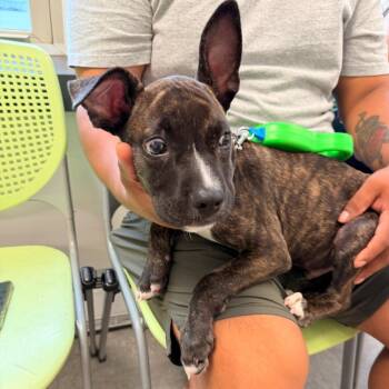 Ban -  Mixed Breed Dog for Adoption in Philadelphia, Pennsylvania - Ban | PetCurious