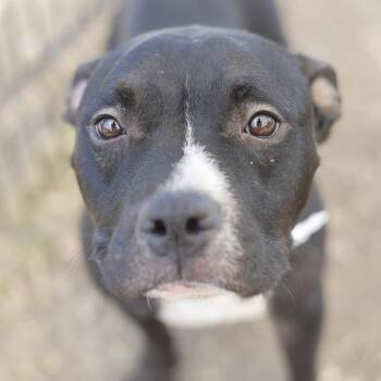 American Staffordshire Terrier Dogs Available for Adoption - NAOMI | PetCurious