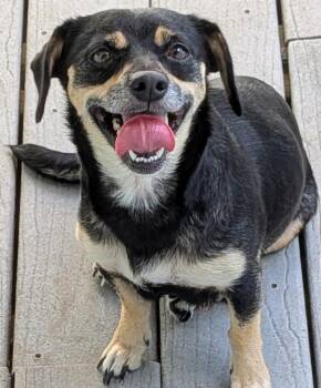 Precious -  Dachshund and Mixed Breed Dog for Adoption in St. Augustine, Florida - Precious | PetCurious