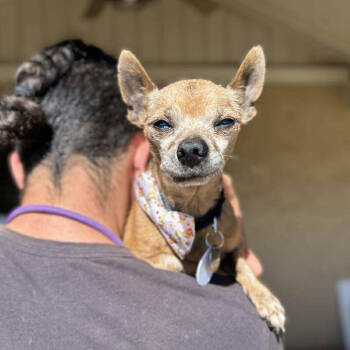 Rescue Chihuahua Dogs for Adoption in Ramona, California - Ashton | PetCurious
