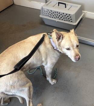 Australian Cattle Dog Blue Heeler Dogs Available for Adoption in Salt Lake City, Utah - Zoey | PetCurious