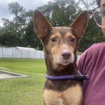 Emilio -  Chihuahua Dog for Adoption in Savannah, Georgia - Emilio | PetCurious