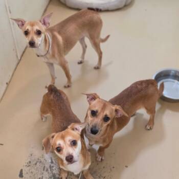 MJ - Chino Hills Location -  Terrier and Mixed Breed Dog for Adoption in Chino Hills, California - MJ - Chino Hills Location | PetCurious