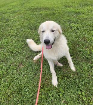 Marlowe -  Great Pyrenees Dog for Adoption in Thomasville, North Carolina - Marlowe | PetCurious