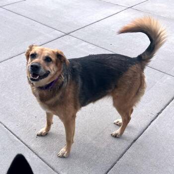Lucy -  German Shepherd Dog and Mixed Breed Dog for Adoption in Cheyenne, Wyoming - Lucy | PetCurious