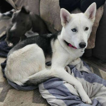 Rescue Husky and Mixed Breed Dogs for Adoption in Boone, Iowa - Opal | PetCurious