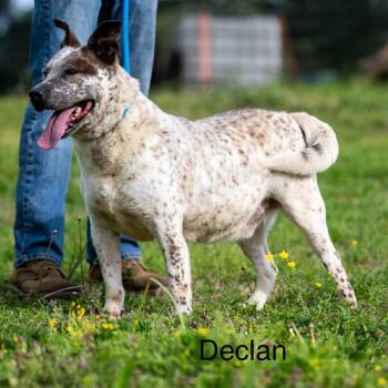 Catahoula Leopard Dog Dogs Available for Adoption in Bartlett, Tennessee - Declan | PetCurious