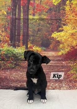 Kip -  Beagle Dog for Adoption in Urbana, Ohio - Kip | PetCurious