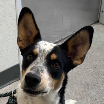 110685 -  Mixed Breed Dog for Adoption in Las Cruces, New Mexico - 110685 | PetCurious