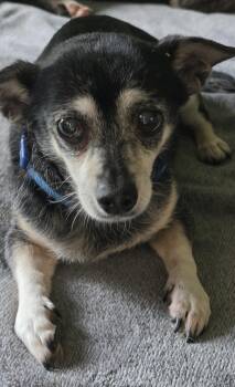 Bessie -  Chihuahua Dog for Adoption in Terre Haute, Indiana - Bessie | PetCurious