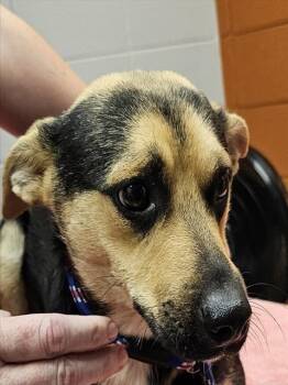 WALLACE -  German Shepherd Dog and Mixed Breed Dog for Adoption - WALLACE | PetCurious