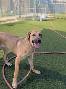 Goldie -  German Shepherd Dog Dog for Adoption in Cleveland, Ohio - Goldie | PetCurious