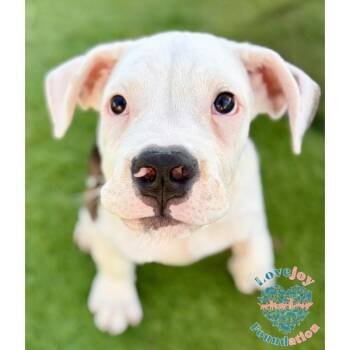 Piggy COH -  American Bulldog Dog for Adoption in Inglewood, California - Piggy COH | PetCurious