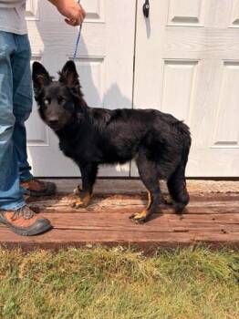 Vi -  Australian Shepherd and Siberian Husky Dog for Adoption in Mccook, Nebraska - Vi | PetCurious