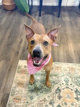 Pit Bull Terrier and American Staffordshire Terrier Dogs Available for Adoption - Sydney So Loving  | PetCurious