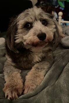 Smoky Bear -  Australian Shepherd and Poodle Dog for Adoption in Newport, New Hampshire - Smoky Bear | PetCurious