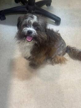 Zorro -  Shih Tzu Dog for Adoption in Little Rock, Arkansas - Zorro | PetCurious