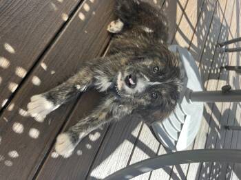 Rescue German Shepherd Dog and Shepherd Dogs for Adoption in Randolph, New Jersey - Trace | PetCurious