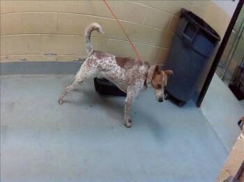 BONE -  Australian Cattle Dog Blue Heeler and Mixed Breed Dog for Adoption in Tulsa, Oklahoma - BONE | PetCurious