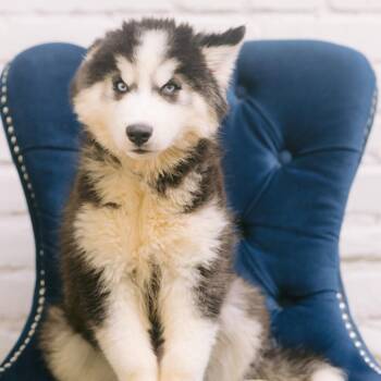 Yul -  Siberian Husky Dog for Adoption in Zionsville, Indiana - Yul | PetCurious