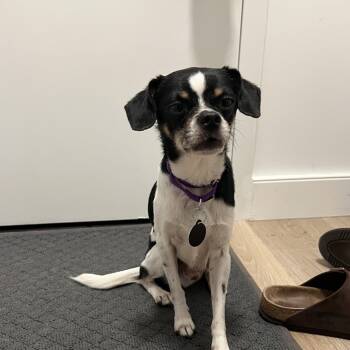 Pepperdelle -  Chihuahua and Pug Dog for Adoption - Pepperdelle | PetCurious