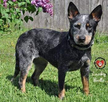 Australian Cattle Dog Blue Heeler Dogs Available for Adoption in Joliet, Illinois - Lucky Belle | PetCurious