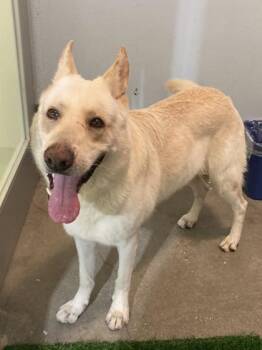 German Shepherd Dog and Mixed Breed Dogs Available for Adoption in New Orleans, Louisiana - Messi | PetCurious