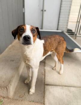 Mixed Breed Dogs Available for Adoption in Severance, Colorado - Superman | PetCurious