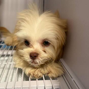 Grumpy -  Shih Tzu and Poodle Dog for Adoption in Baton Rouge, Louisiana - Grumpy | PetCurious