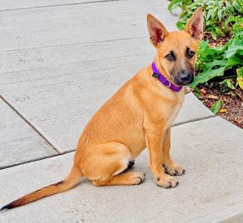 BOBO - Needs a Forever Home -  German Shepherd Dog Dog for Adoption in Birmingham, Michigan - BOBO - Needs A Forever Home | PetCurious