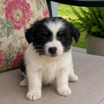 Posie -  Pomeranian and Jack Russell Terrier Dog for Adoption in Crosby, Texas - Posie | PetCurious