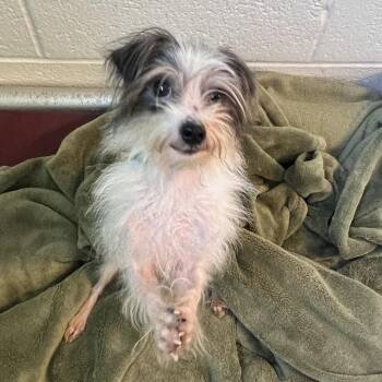 Diamond -  Mixed Breed Dog for Adoption in Pittsburgh, Pennsylvania - Diamond | PetCurious