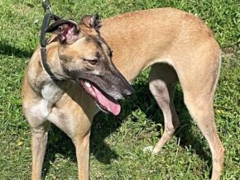 Cookie (aka Runaway Ego) -  Greyhound Dog for Adoption in Dallas, Texas - Cookie (aka Runaway Ego) | PetCurious