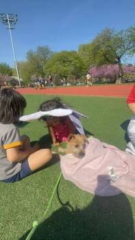 Terrier and Retriever Dogs Available for Adoption in Valley Stream, New York - Mabel | PetCurious