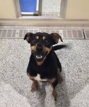 Terrier Dogs Available for Adoption in Athens, Tennessee - Jones | PetCurious