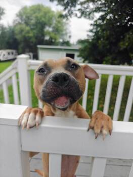 Terrier Dogs Available for Adoption in Herndon, Virginia - Lychee | PetCurious