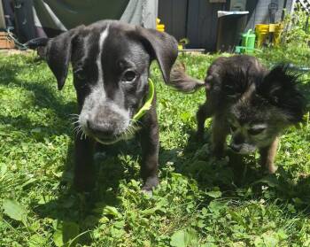 Spot -  Shar Pei Dog for Adoption in New London, Wisconsin - Spot | PetCurious