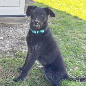 Mixed Breed Dogs Available for Adoption in Dekalb, Illinois - Onyx | PetCurious